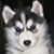 Sandra Locke's profile image