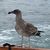 Jeffery A. Dobberpuhl's profile image