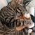 Karen Vogel Hutchison's profile image