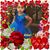 Liz Graxeola-Miranda's profile image