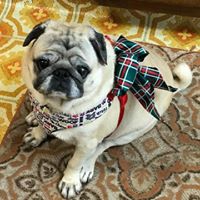 Cinfonie Bayone's profile image