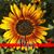 Dawn Wilson's profile image