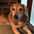 Denise Strevig Pittman's profile image