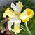 Shirley May Peterson Eubanks's profile image