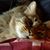 Rosemary Davison's profile image