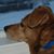 Alana Besson Truka's profile image