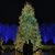 Pam Scruci Cole's profile image