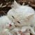 Mushi Almudena Magallanez's profile image