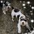 Sue Dickerson's profile image