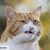 Laura Cressman's profile image