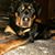 Nichole Sires's profile image