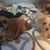 Digby Diggy's profile image