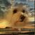 Barbara Flynn's profile image