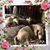 Flo Punkin Henry's profile image