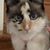 Laura Davidson Perez's profile image