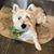 Lucille Socci Pistilli's profile image