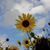 Christy L. Redus's profile image