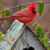 Kathy Larson McKaig Dunn's profile image
