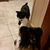 Rachael Pernici's profile image