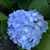 Theresa Lyons Herrick's profile image