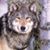Renee Brisbois's profile image