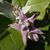 Alyssa Champagne-Ozzi's profile image