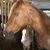 Deb Frase Watkins's profile image