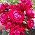 Lyn Browning's profile image