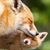 Pam Inglish's profile image