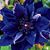 Marilyn Jones's profile image