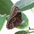 Betsy Cline's profile image