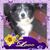Shelly Merlo- Thompson's profile image