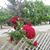 Sharon Hansford Jones's profile image