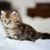Irene Bricker's profile image