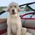 Susan Harris Norwood's profile image