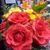 Lisa Davis Mamadukes's profile image