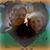 Janice Schoonhoven-Rinehart's profile image