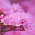 Azalea Park Florida's profile image