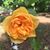 Joyce Truett's profile image