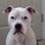 Bob Galetti's profile image