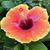 Sarah Rau's profile image