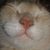 Chere' Lee's profile image