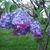 Zirenita G Lopes's profile image