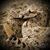 Tony Carvalho Sr.'s profile image