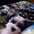 Crystal Maxwell Timms's profile image