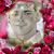 Mike Langlinais's profile image