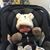 Steve Dandeneau's profile image