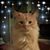 Sarah Danielson's profile image