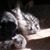Carrie Anderson's profile image