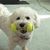 Lisa Ristau's profile image